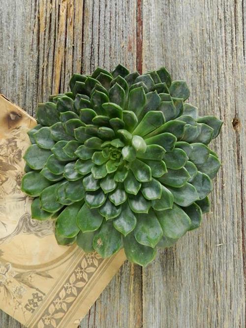 4"-6" Diameter Assorted Cut Succulents